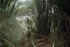 28_GiantBamboo.jpg (410kb)