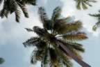 12_OohPalmTrees.jpg (311kb)