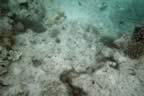 IMG011.jpg (318kb)