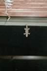 03_HouseguestGecko.jpg (302kb)