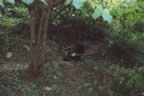 009_6.jpg (321kb)